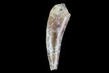 Fossil Phytosaur Tooth - Arizona #88603-1